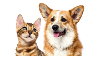Periodontal Disease Prevention in Pets