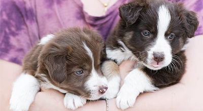Why Puppies and Kittens Need Wellness Exams: Starting Healthy Habits Early