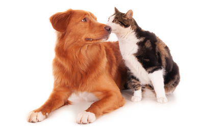 Breaking Down Common Myths About Neutering in Cats and Dogs