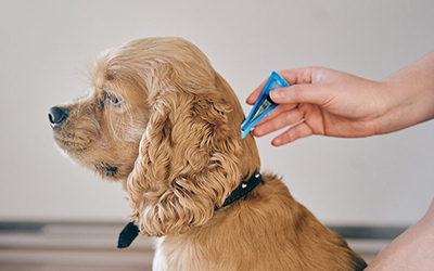 Tick and Flea medication for dogs 