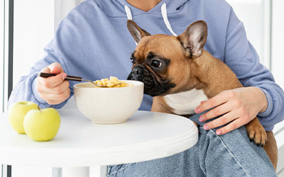 The Role of Protein in Your Pet's Diet: What Every Pet Owner Should Know 