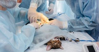 Major-&-Minor-Pet-Surgical-Procedure