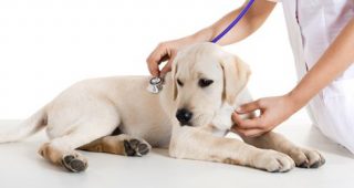 Pet-Wellness-Examination