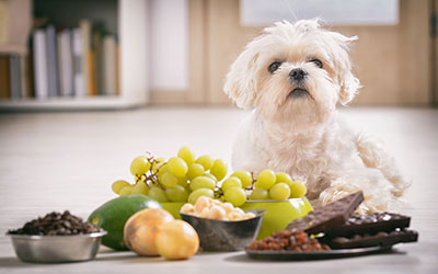 Did you know Grapes are Toxic to Dogs?