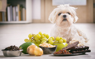 How toxic are grapes to dogs cheap