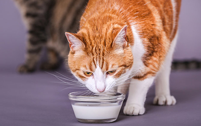 Are Cats Lactose Intolerant?