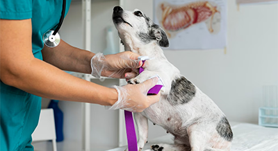 The Importance of Pet Vaccinations: Protecting Your Furry Friends from Preventable Diseases