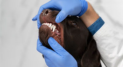 Managing Pet Dental Anxiety: Tips for a Stress-free Dental Cleaning Experience