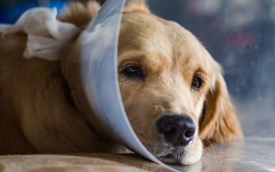 Neutering for Health: How the Procedure Can Benefit Your Pet's Long-Term Well-being