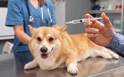 Understanding Pet Vaccinations: What Every Pet Owner Should Know