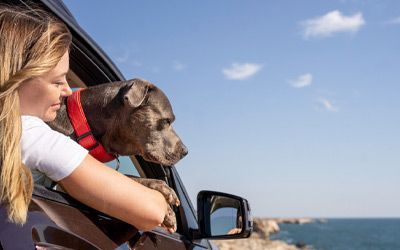 Traveling with Pets: Tips for Safe and Stress-Free Adventures with Your Furry Companion